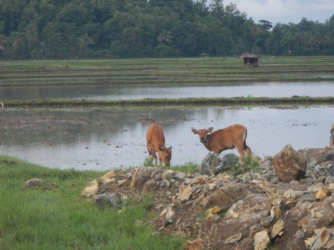 Grazing Buffalo calves are just some of the pleasant sights in Borneo