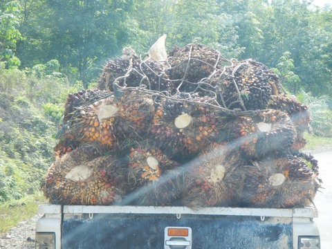 Learning about how palm oil plantations in Indonesia produce big profits