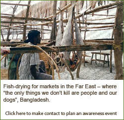 Fish drying for markets in the Far East, Bangladesh