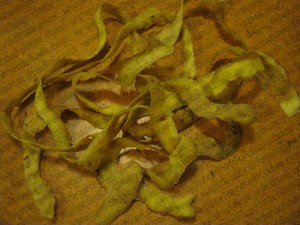 World record-breaking length of potato peel