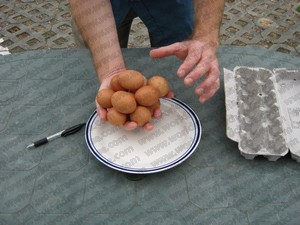 Setting a world record for the number of eggs held in one hand