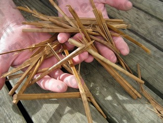 World Record for most chopsticks snapped in 1 minute