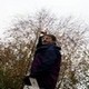 Set of Pictures for sale - world record for tallest silverbeet plant - pic 4