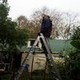 Set of Pictures for sale - world record for tallest silverbeet plant - pic 11